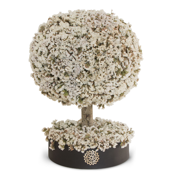 Árbol de la Armonía RN-Dura 6 meses