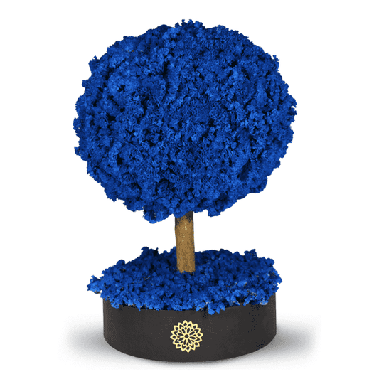 Árbol de la Energía  RN-Dura 6 meses