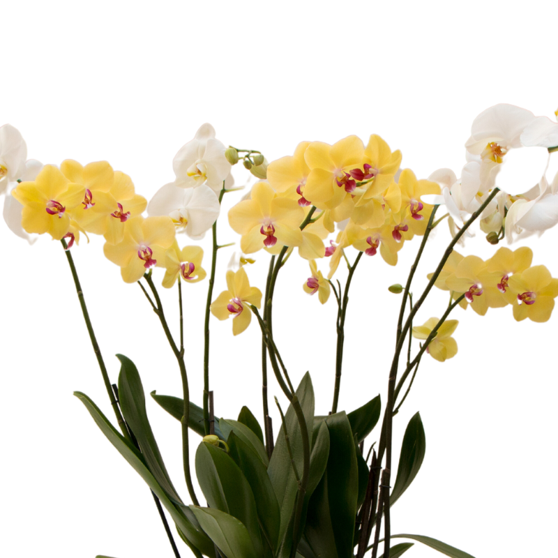 Espectacular Orquídeas 8 Tallos