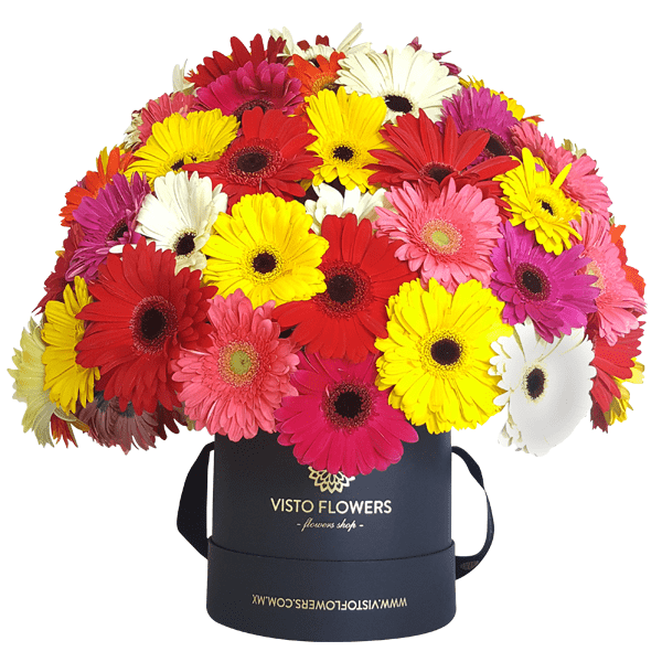 Caja Hongo de Gerberas RN