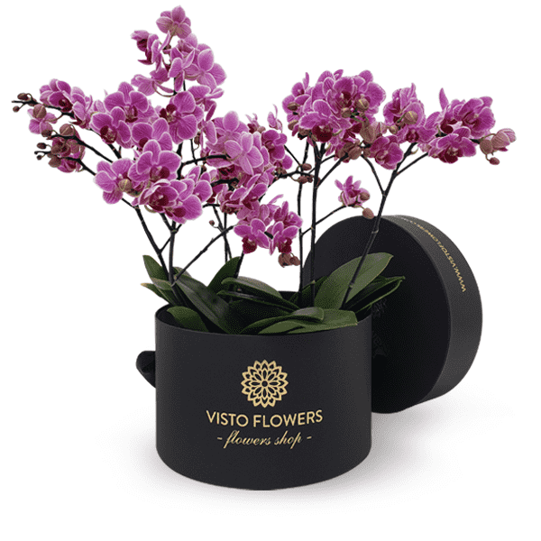 Caja Orquídeas Mini RN