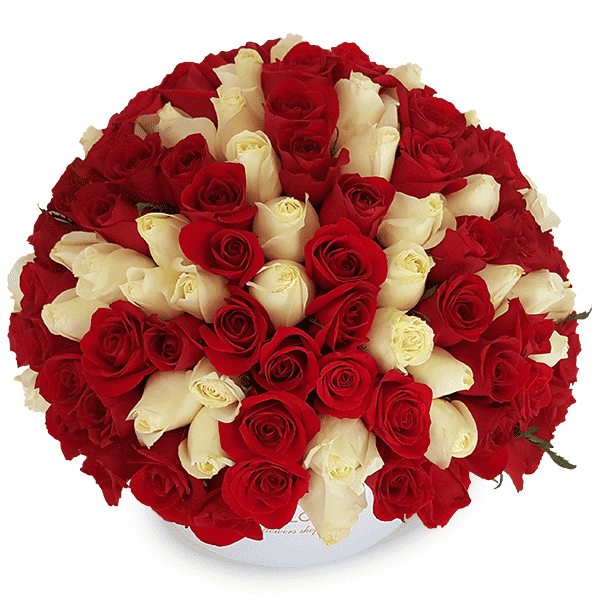 Hongo de 140 Rosas Rojas y Blancas BR