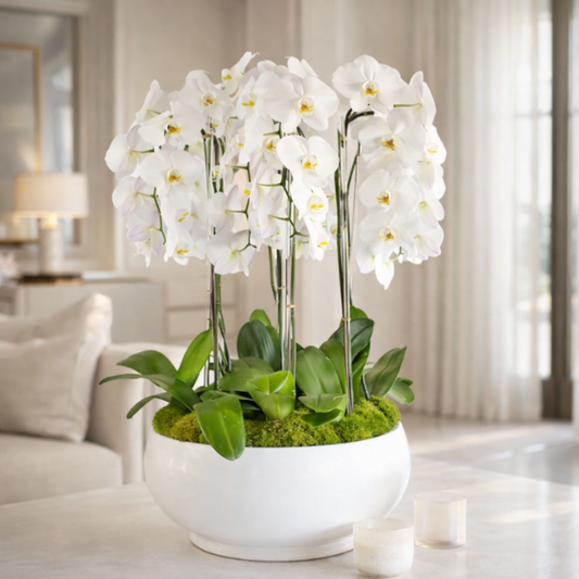 Orquídeas Cascada 5 Tallos