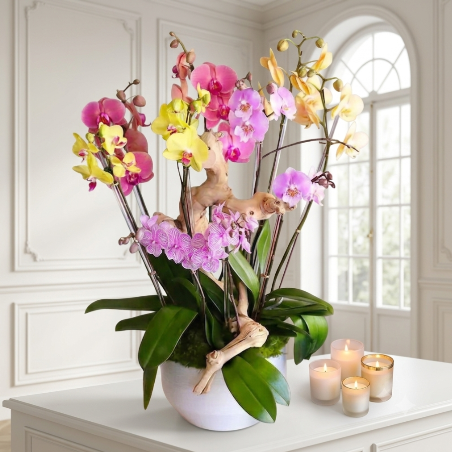 Rainbow de Orquídeas