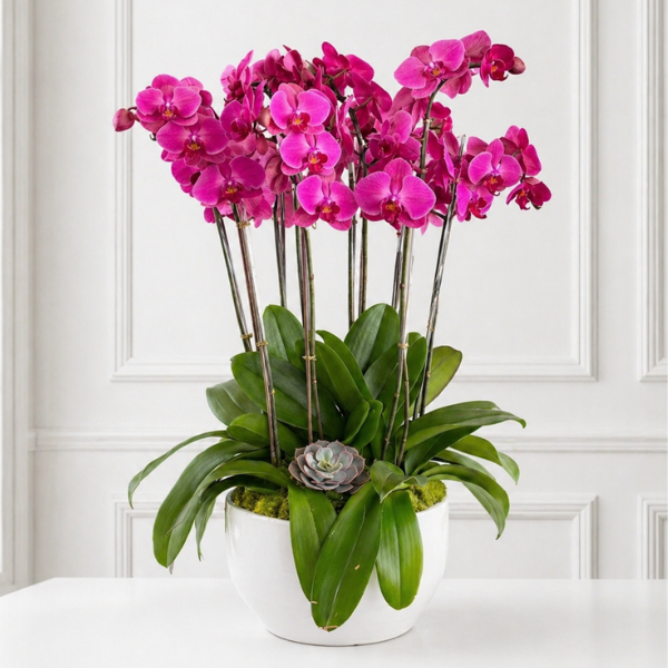 Orquídeas LILA 8 Tallos