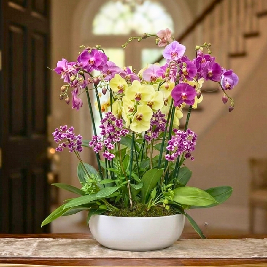 Mix de Orquídeas