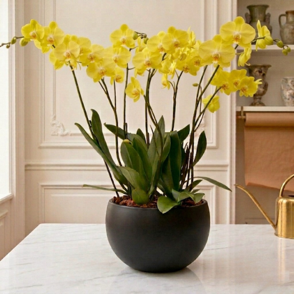 Espectacular Orquídeas Amarilla 8 Tallos