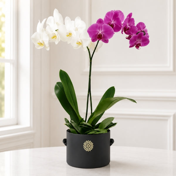Orquídeas Combinadas RN