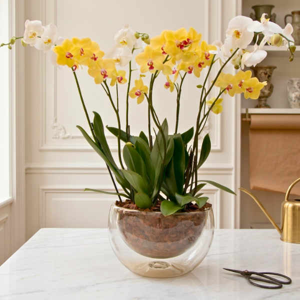 Espectacular Orquídeas 8 Tallos