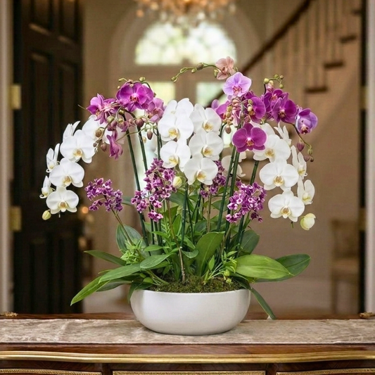 Mix de Orquídeas BCA