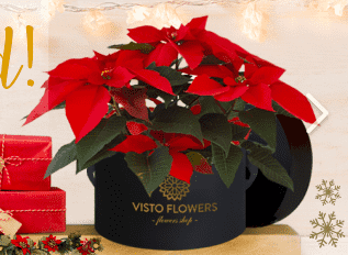 Noche Buena VistoFlowers
