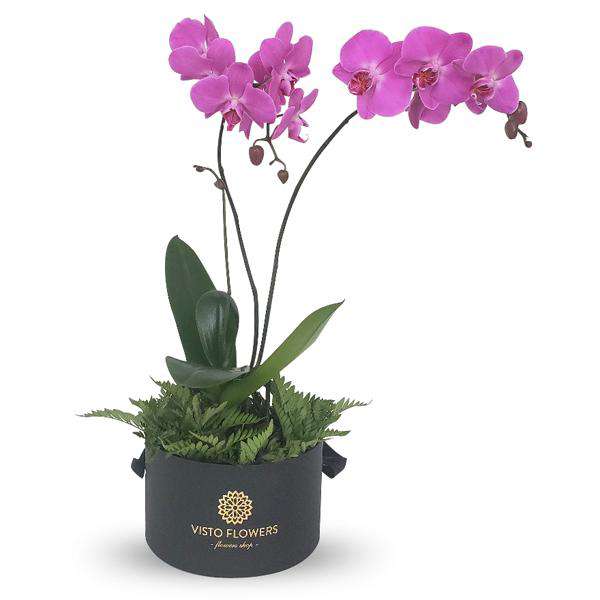 Caja de Doble Orquídea Lila RN
