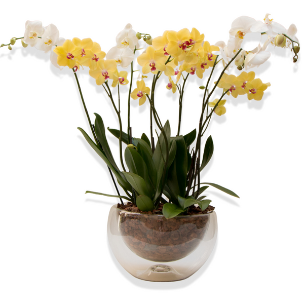 Espectacular Orquídeas 8 Tallos