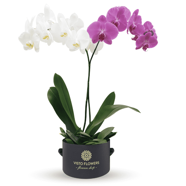 Orquídeas Combinadas RN