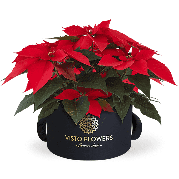 Noche Buena VistoFlowers