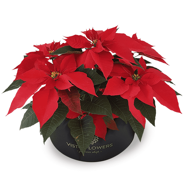 Noche Buena VistoFlowers